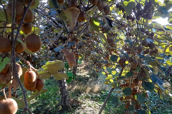 کیوی گیلان؛ محصولی با جایگاه ویژه؛ از بازار داخلی تا صادرات جهانی
