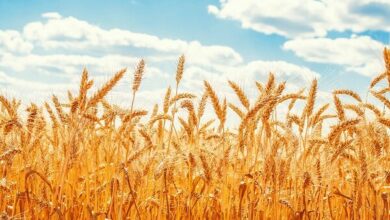 خرید تضمینی گندم بین ۴۷۵۰۰ تا ۴۹۵۰۰ تومان تعیین شد